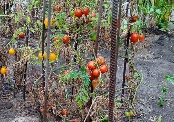 «Русскую зиму – к черту!» - глобальное потепление несет России счастье и процветание